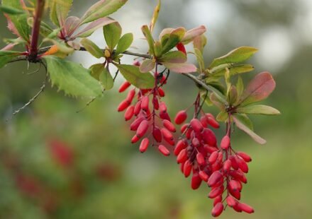 plante Berberis + gélules. Glucavit
