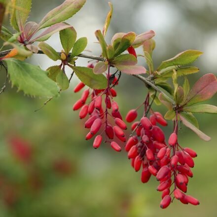plante Berberis + gélules. Glucavit