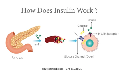 schéma simple glucose/insuline. Glucavit